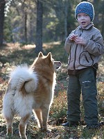 Nallu kerj�� Aapolta makkaraa