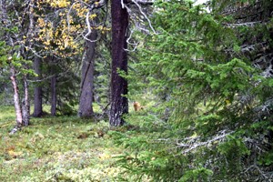 Merkint� oikea, kiitett�v� ja et�isyys lintupuusta 1m.