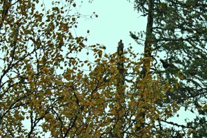 Metsopoika Lappilaisen pet�j�n yl�oksilla.