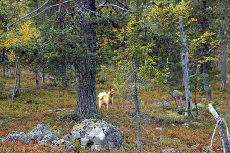 Tyypillist kisamaastoa / Typisk provrutor  Eero Niku-Paavo