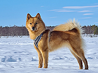 FI KVA Kontiokummun Naava © Teemu Pyhäjärvi