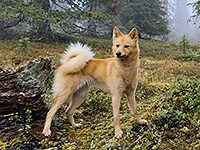 FI KVA Punkkikorven Mella © Mikko Äijälä