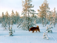 Helmikuu 2006