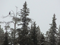 Tammikuu 2007