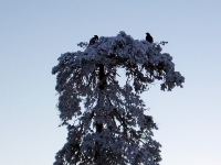 Joulukuu 2007