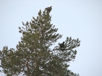 Maaliskuu 2008