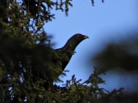 Syyskuu 2011