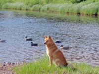 Kesäkuu 2013