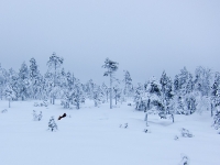 Tammikuu 2016