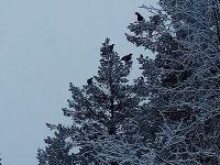 Tammikuu 2019