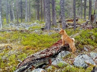 Kesäkuu 2019