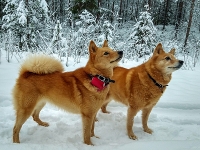Tammikuu 2021