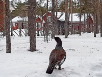 Huhtikuu 2022