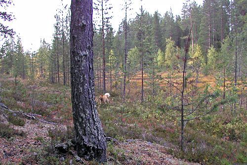 2006 © Eero Niku-Paavo