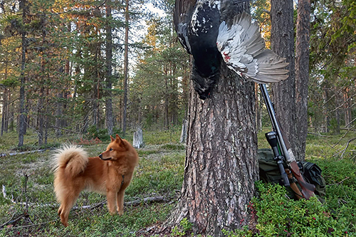 © Mikko Immonen 2023